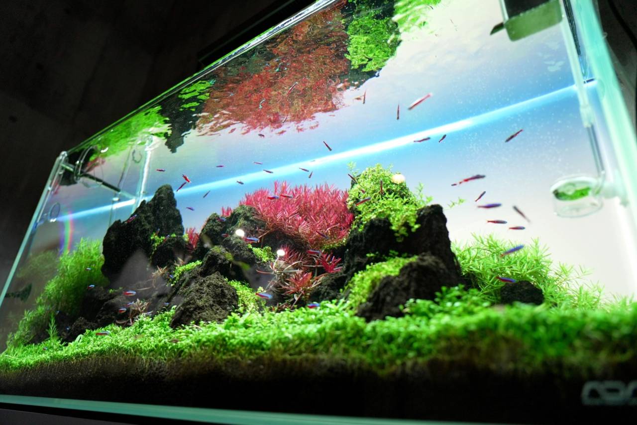 ネイチャーアクアリウム | 堺市のアクアリウムならAquaFocus
