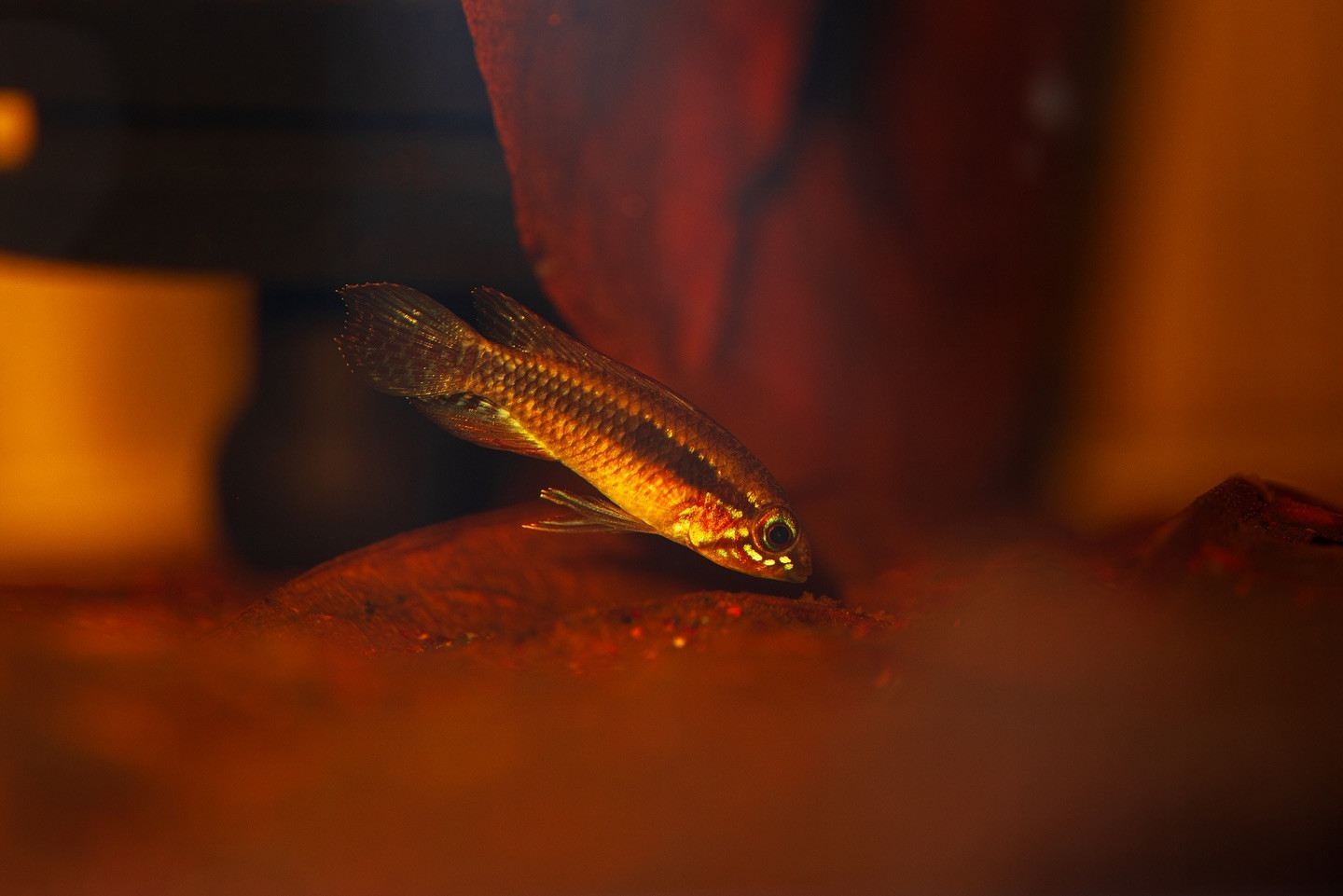 Apistogramma elizabethae. | ブログ | 堺市のアクアリウムならAquaFocus