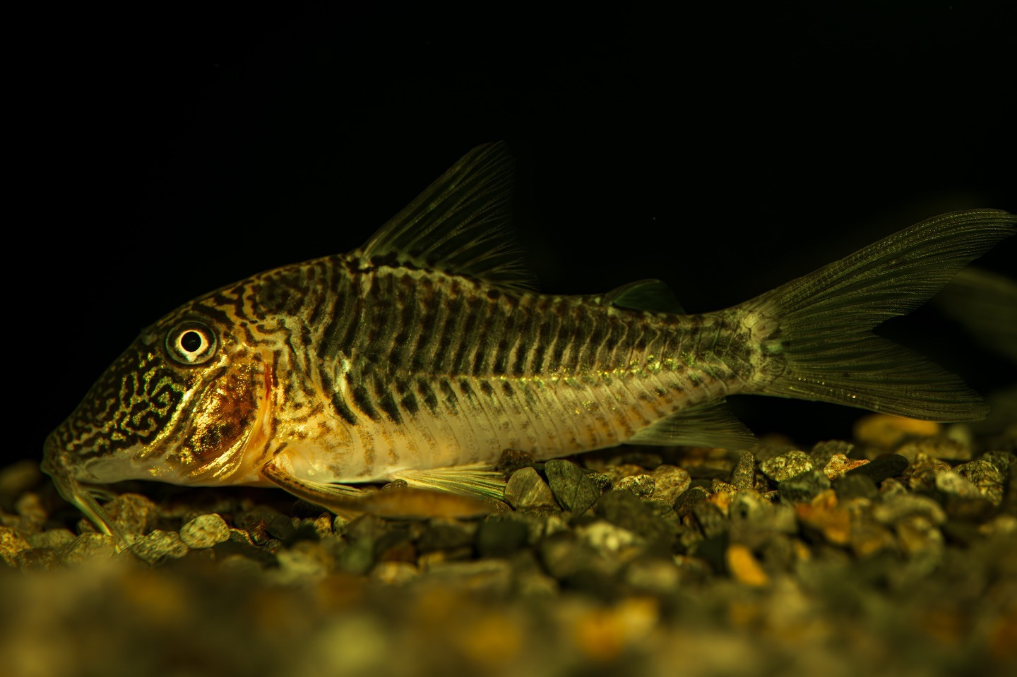 Corydoras geoffroy. | ブログ | 堺市のアクアリウムならAquaFocus