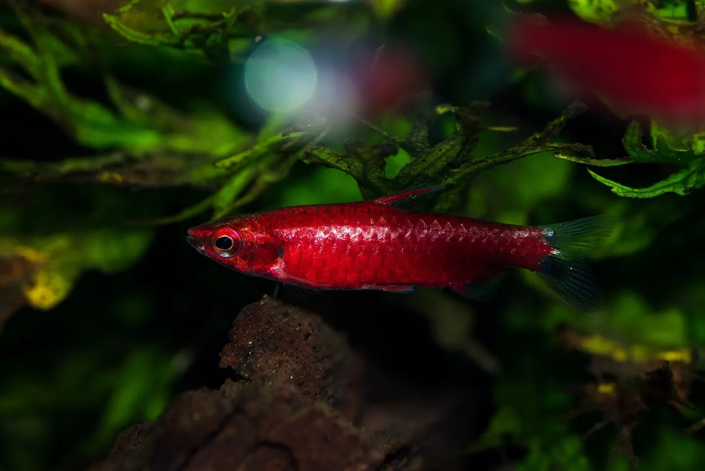 Nannostomus sp.''Super Red Ama...