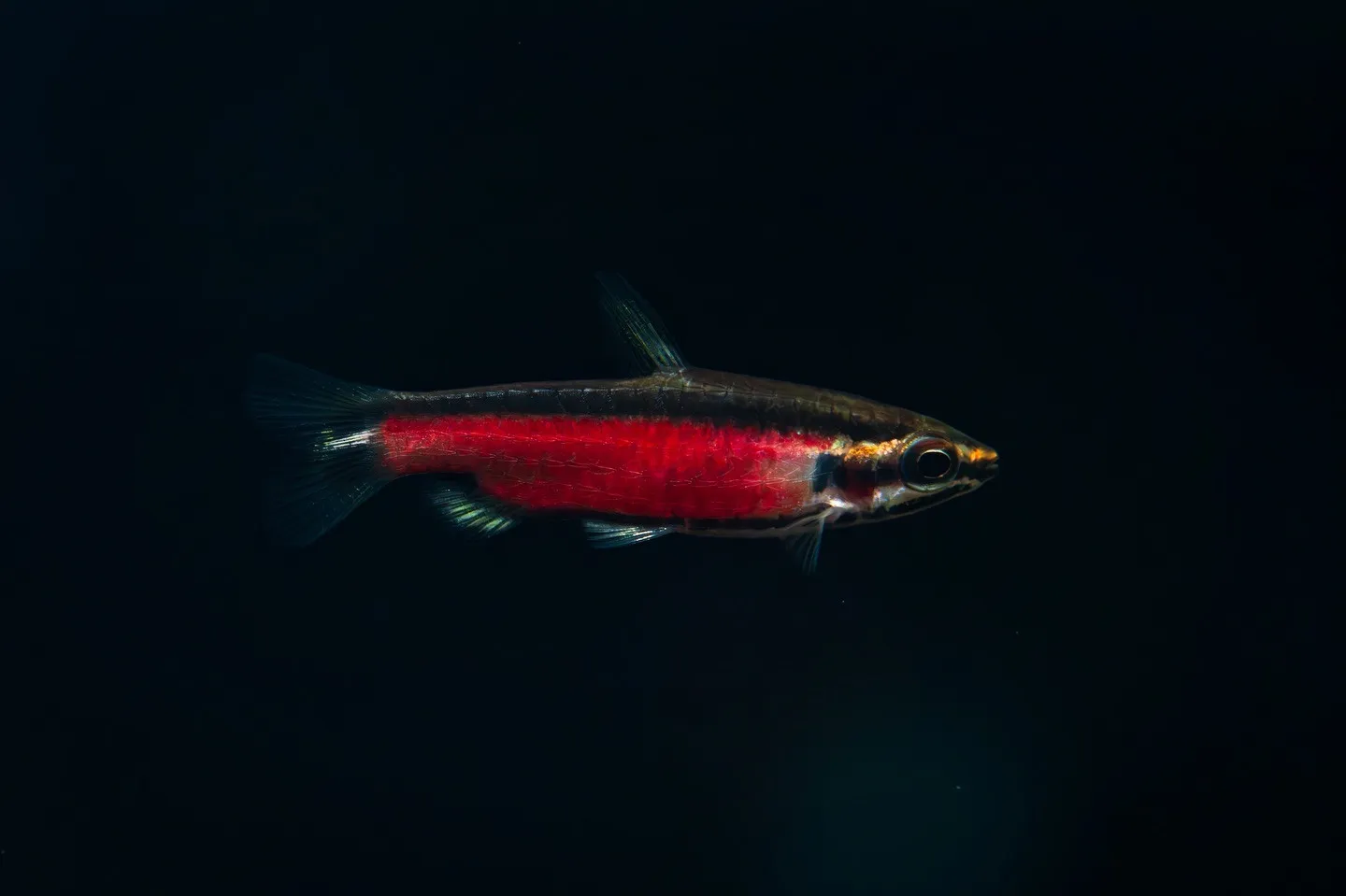 Nannostomus sp.''Super Red Cen...