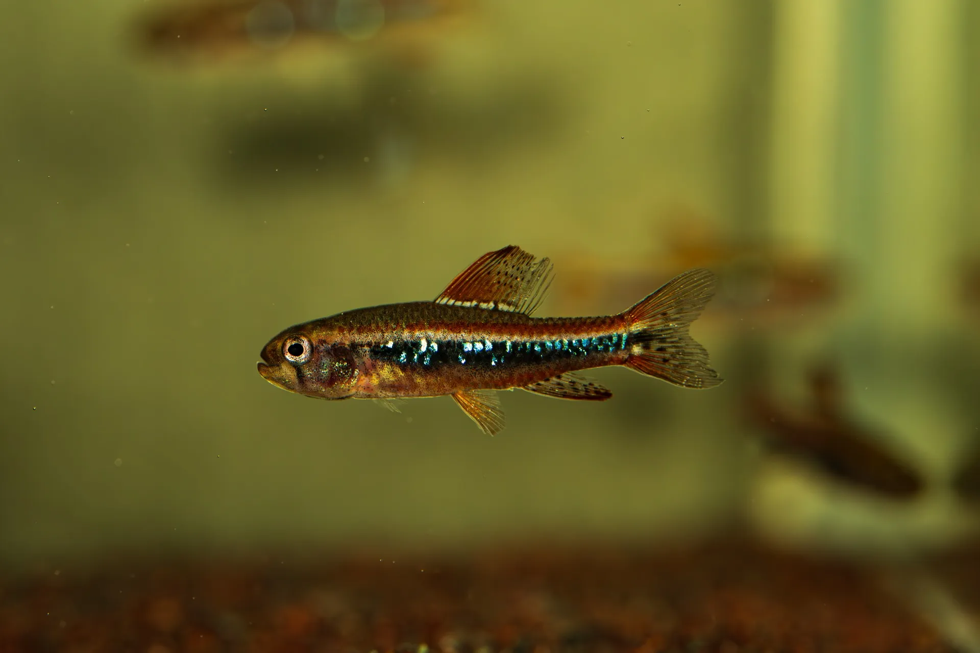 2025年3月31日〜2025年4月6日　入荷情報！