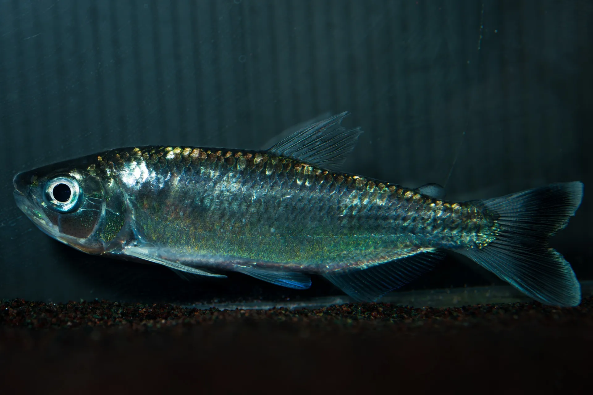 2025年4月7日〜2025年4月13日　入荷情報！