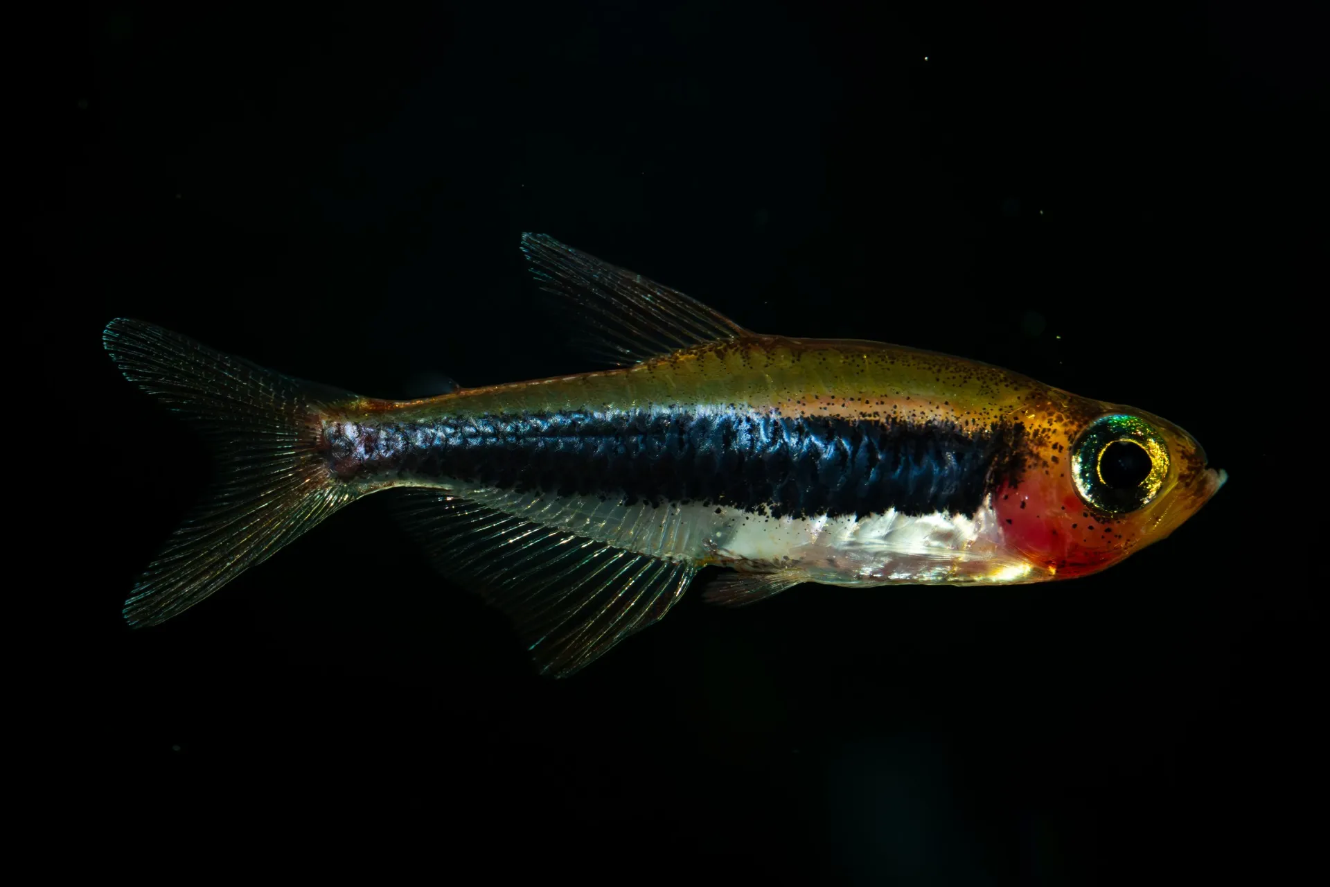 2025年4月14日〜2025年4月20日　入荷情報！