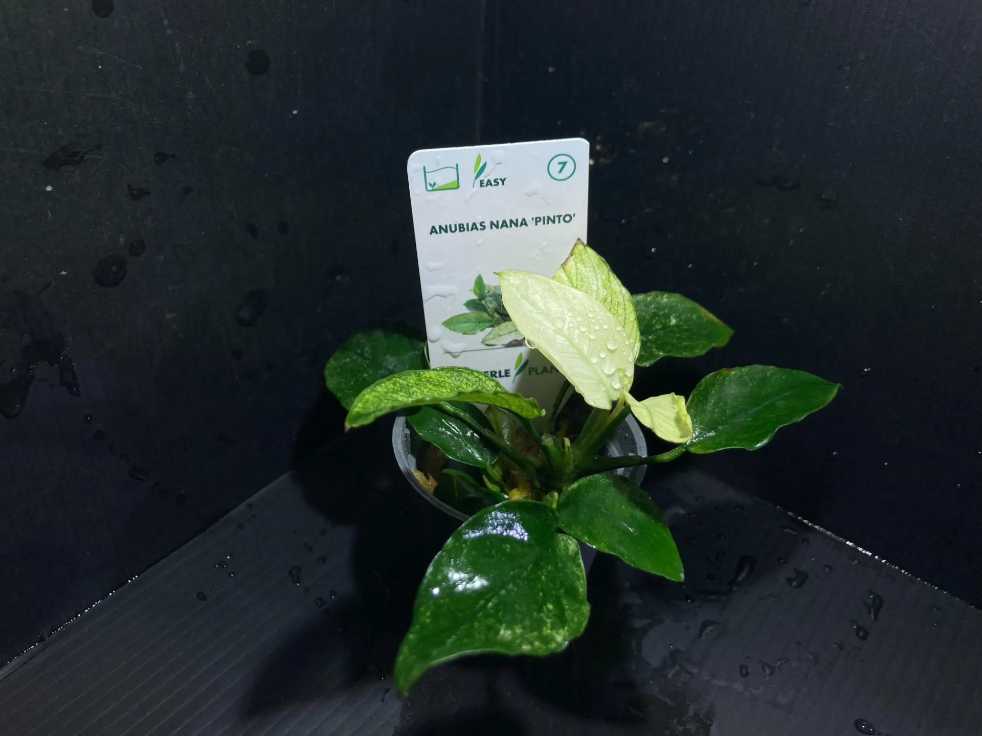 2025年5月12日〜2025年5月18日　入荷情報！