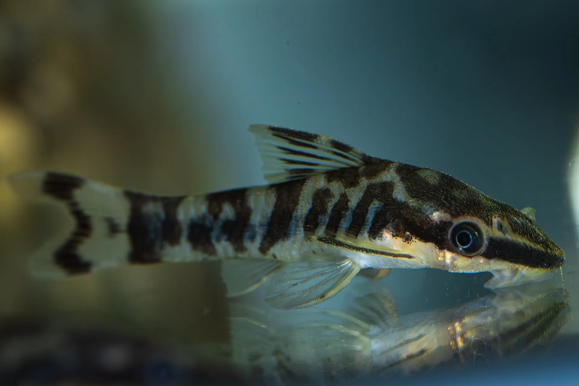 2025年5月26日〜2025年6月1日　入荷情報！