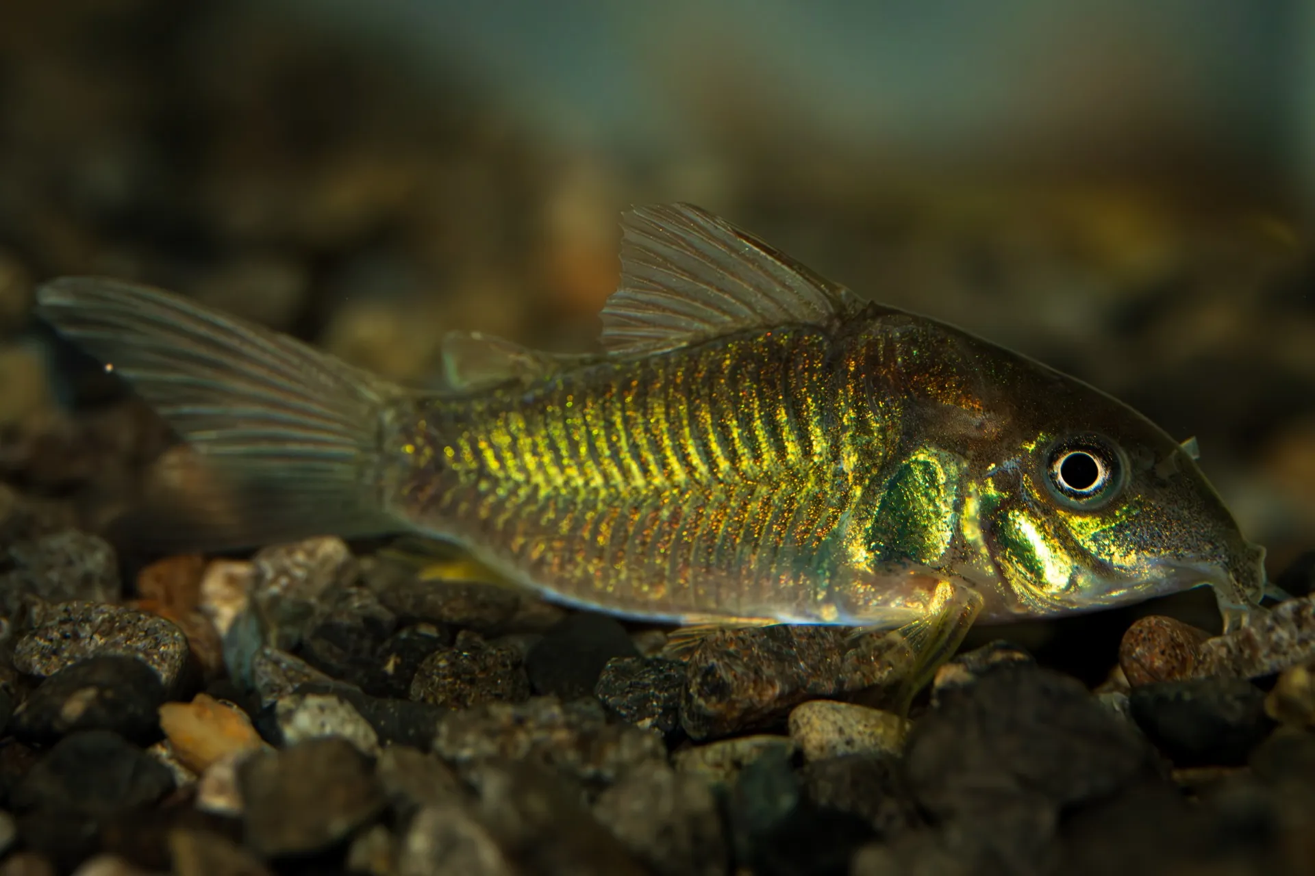 2025年6月2日〜2025年6月8日　入荷情報！