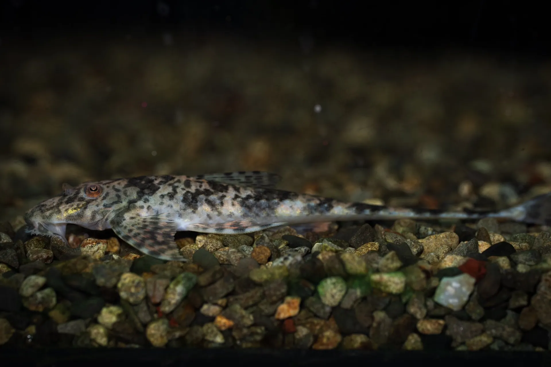 雨の日割開催中！2025年6月2日〜2025年6月8日　入荷情報！