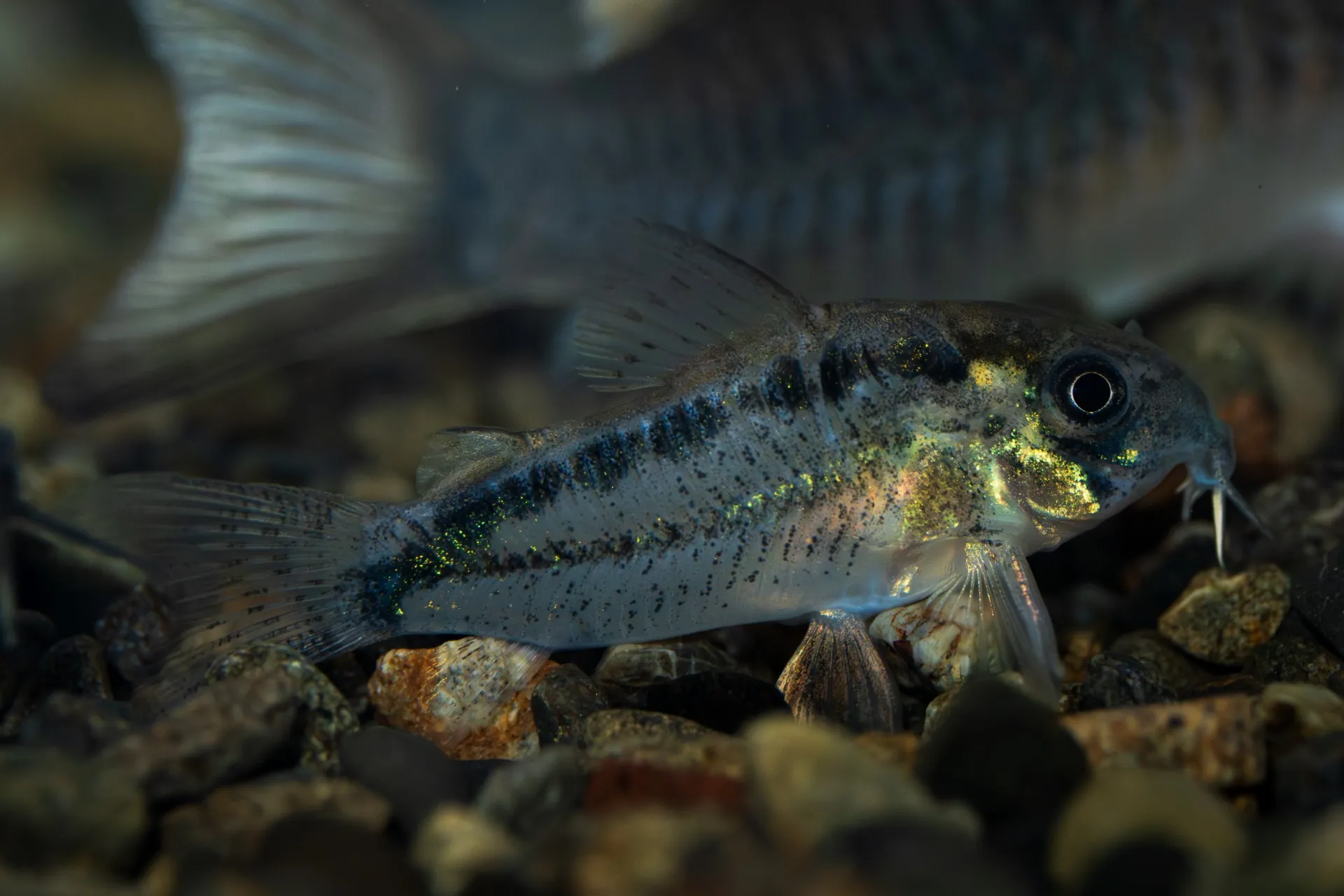 AquaFocus周年祭2025開幕！2025年6月30日〜2025年7月6日 入荷情報！