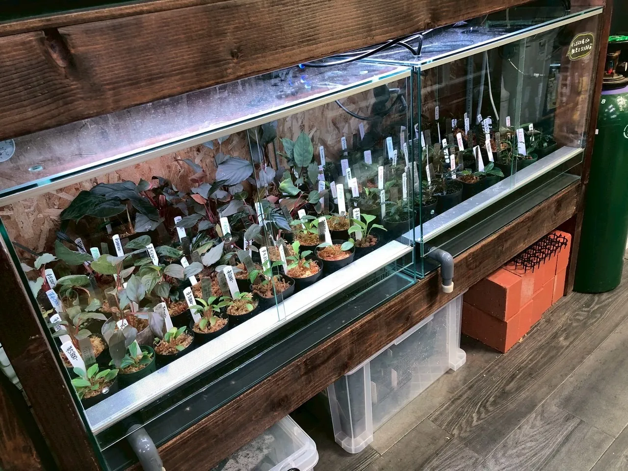 周年祭メインイベントたくさんのご来店、ご注文ありがとうございました！2025年7月7日〜2025年7月20日　入荷情報！