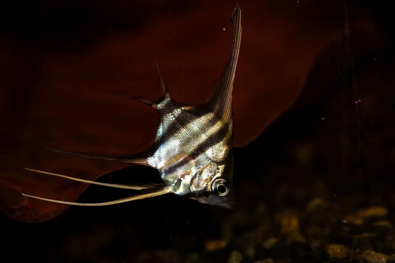 2025年7月21日〜2025年7月27日　入荷情報！