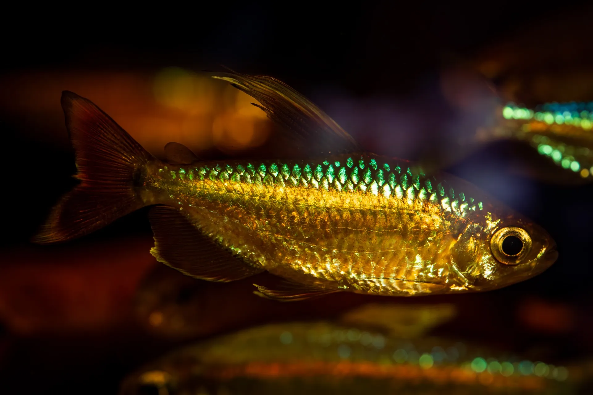 2025年7月28日〜2025年8月10日　入荷情報！