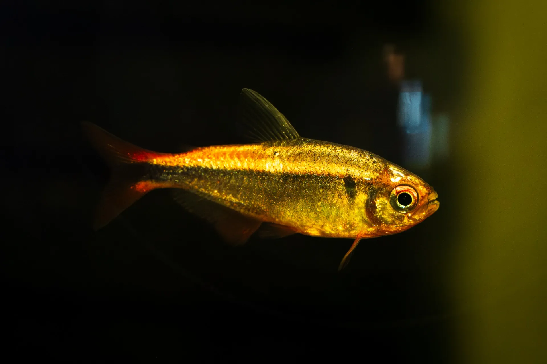 デナリー便&スリランカ便入荷！ 2025年8月11日〜2025年8月24日　入荷情報！