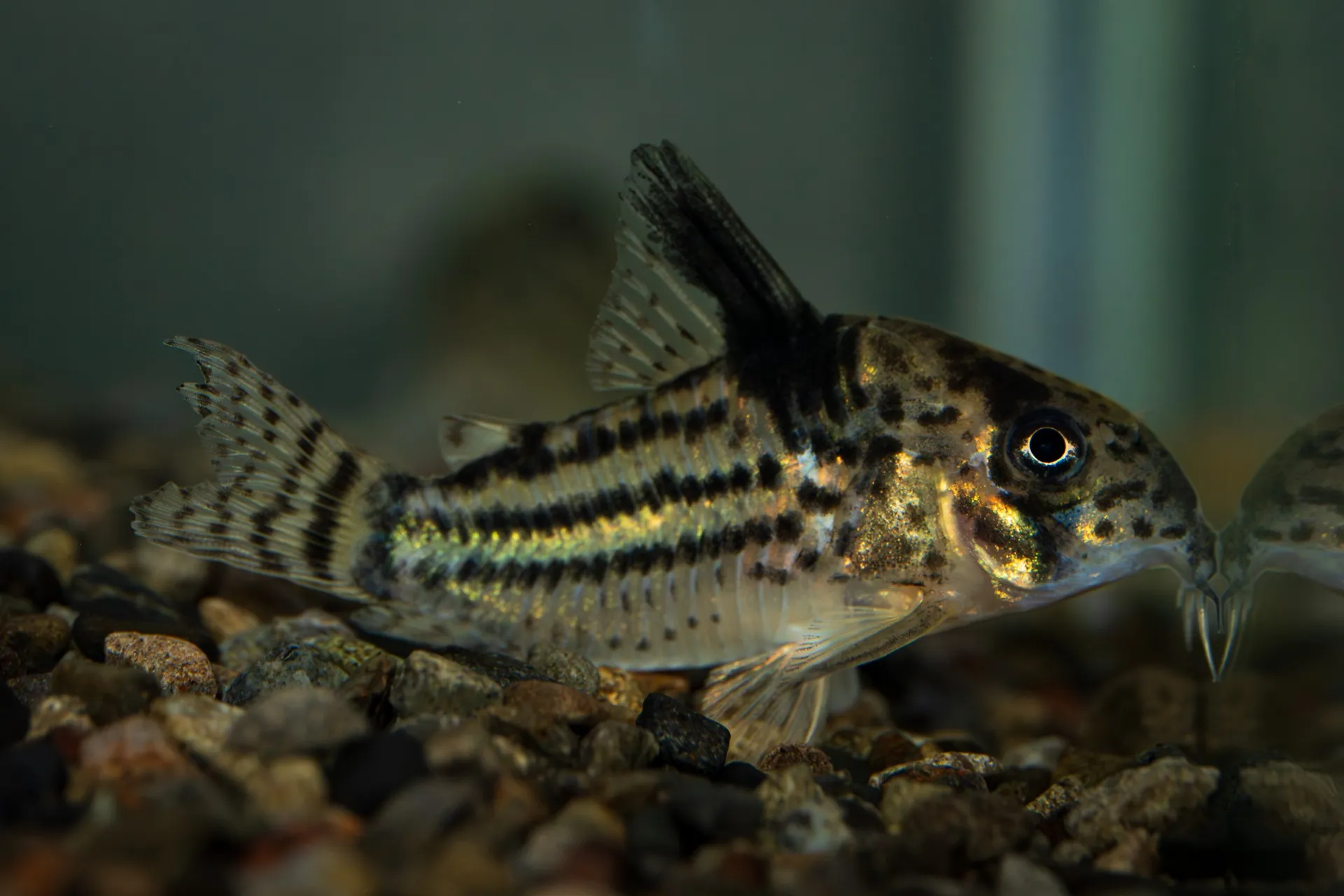 2025年8月25日〜2025年8月31日　入荷情報！