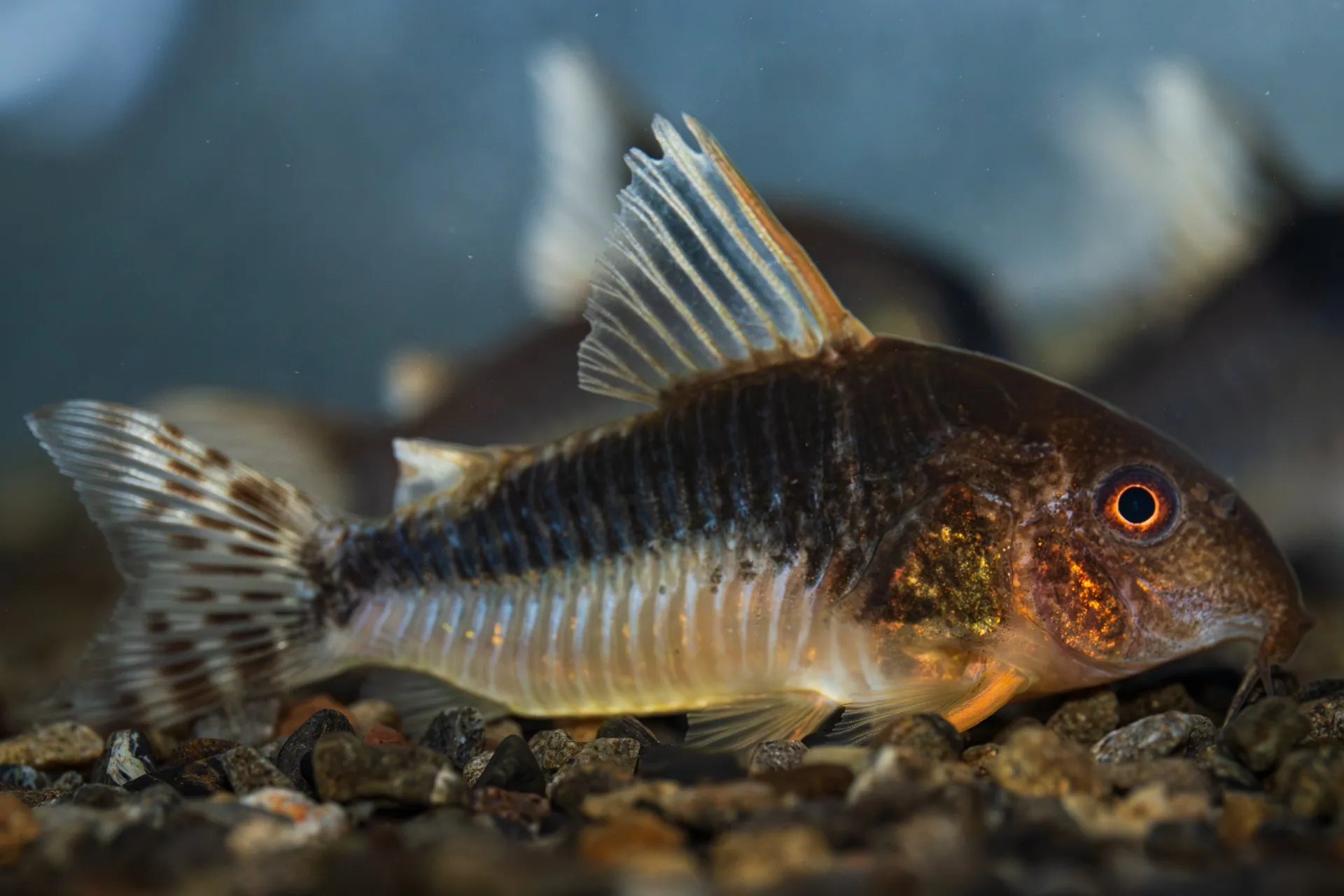 2025年9月1日〜2025年9月7日　入荷情報！