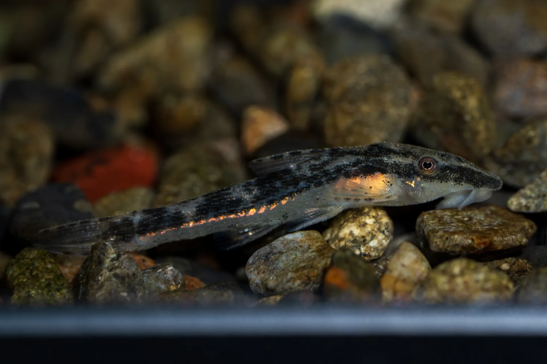 アジ生誕祭やります！2025年9月8日〜2025年9月14日　入荷情報！