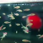 小型熱帯魚